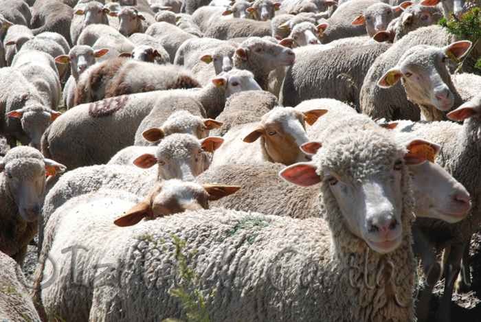 بعد انطلاق توريد اللحوم المبردة من رومانيا..   اليوم حسم قرار توريد الأضاحي